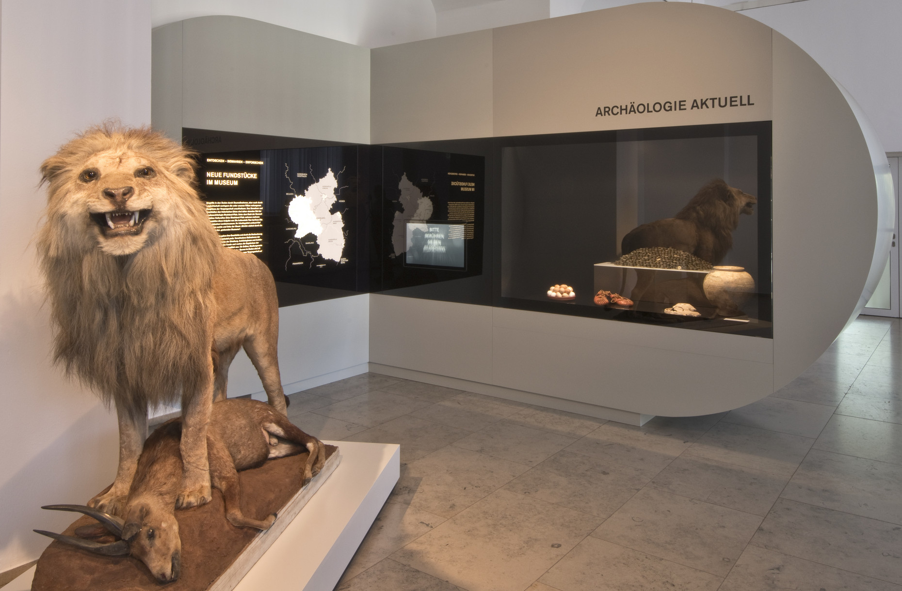 Ein ausgestopfter Löwe steht vor der Ausstellungsvitriene mit den Münzen